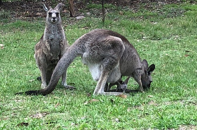 #1 Private Blue Mountains Tour by authentic story telling locals - Who Is This Tour Best Suited For?