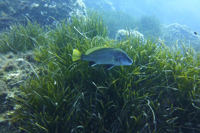 1 Single Dive in the Capo Carbonara Marine Protected Area. for Patented. - Traveler Experience