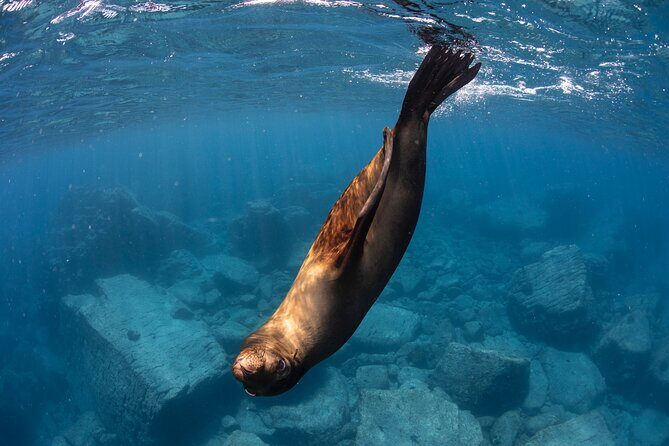 #1 Snorkel La Paz Mexico All Iconic Sites at Once private trip - Good To Know