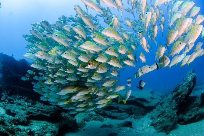 #1 Snorkel La Paz Mexico All Iconic Sites at Once private trip - Price & Value Analysis