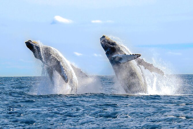 #1 Snorkeling Tour in Catamaran. Open Bar & Snacks Included - Positive Reviews