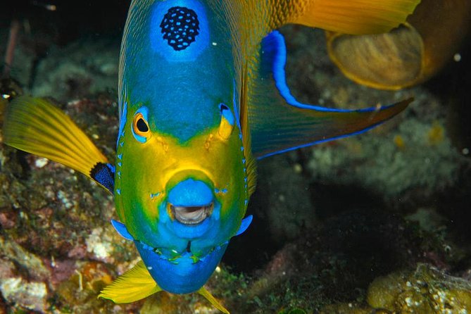 1 Tank Dive for Certified Divers - Meeting and Transportation