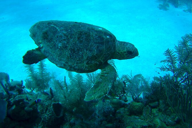 1 Tank Dive for Certified Divers - Booking and Cancellation Policy