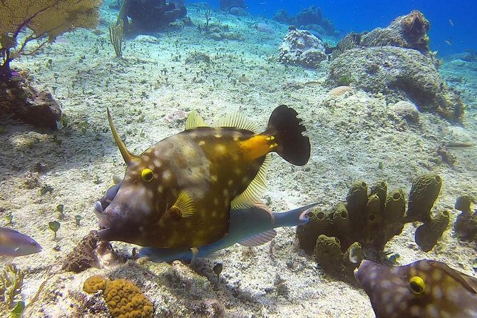 1 Tank Guided Shore Dive Including Equipment - Deep Dive into the Itinerary