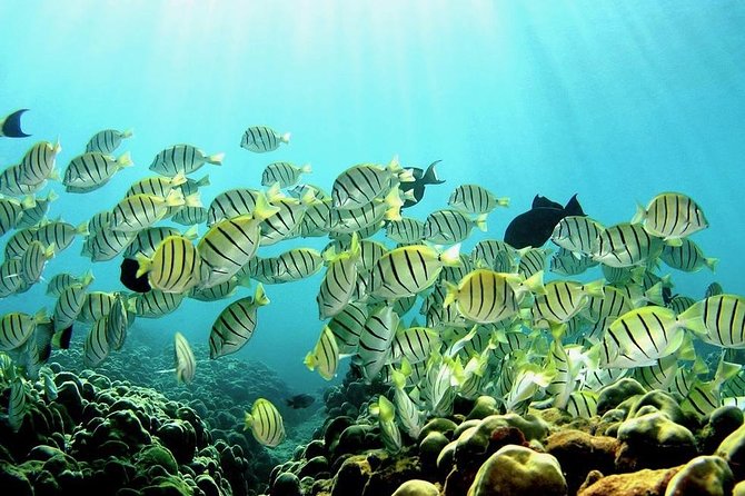 1 Tank Shore Dive at Sea Turtle Cove - Pricing and Guarantee