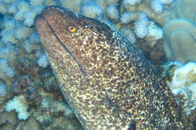 1 Tank Shore Dive at Sea Turtle Cove - Booking Process