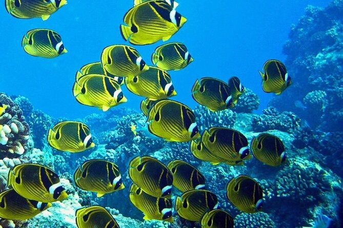1 Tank Shore Dive at Sea Turtle Cove - Inclusions