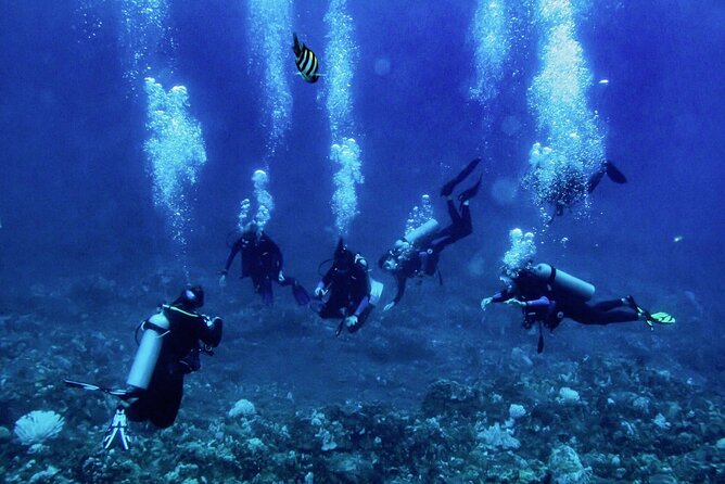 1 Tank Shore Dive at Sea Turtle Cove - Dive Site Information