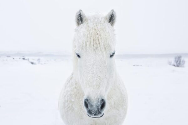 1 Week Luxury Iceland Aurora Borealis Photography Workshop - Frequently Asked Questions