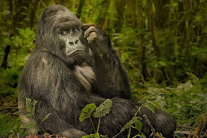 10-Day African Safari in Uganda From Kampala - Logistics Information