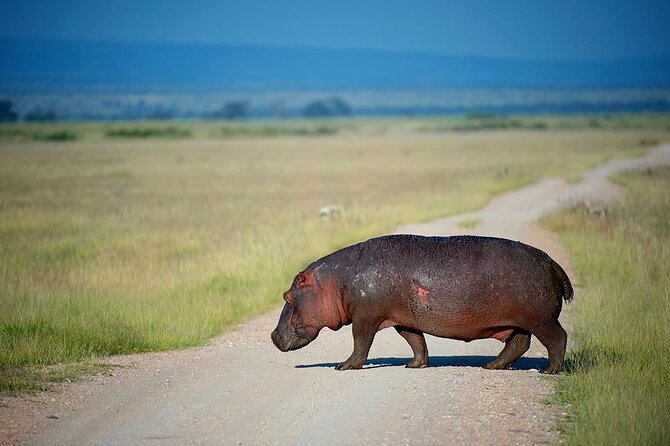 10-Day African Safari in Uganda From Kampala - Pricing and Guarantee