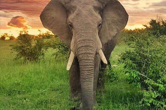 10-Day African Safari in Uganda From Kampala - Customer Reviews