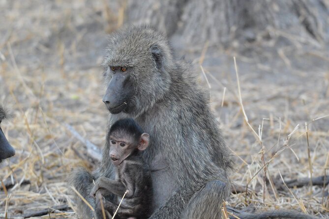 10-Day Amazing Comfort Camping Safari - Frequently Asked Questions