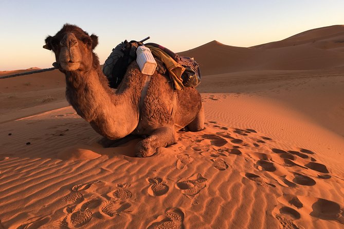 10-Day Chefchaouen to Sahara to Marrakech - Private Group - Reviews