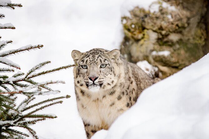 10 Day China Wildlife Expedition Tibetan Plateau and Snow Leopard - Good To Know