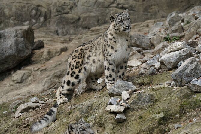 10 Day China Wildlife Expedition Tibetan Plateau and Snow Leopard - What Makes This Tour Special?