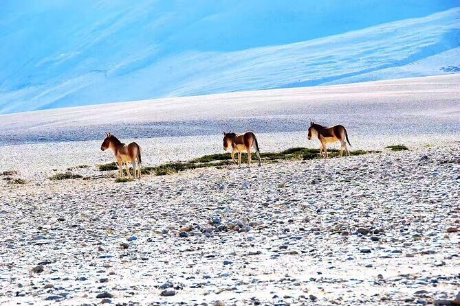 10 Day China Wildlife Expedition Tibetan Plateau and Snow Leopard - The Sum Up