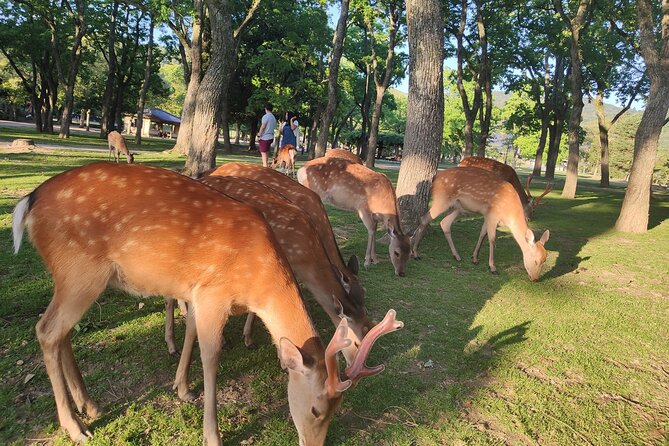 10-Day Golden Route of Japan - Historical Landmarks and Cultural Treasures