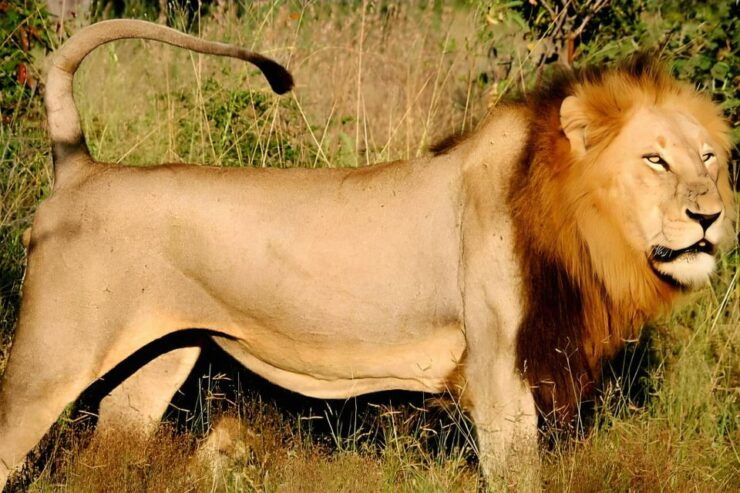 10 Day Kruger and Beyond Photographic Tour - Tour Details