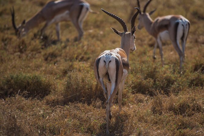 10-Day River Crossing Serengeti Wildebeest Migration Safari - Safari Preparation Tips