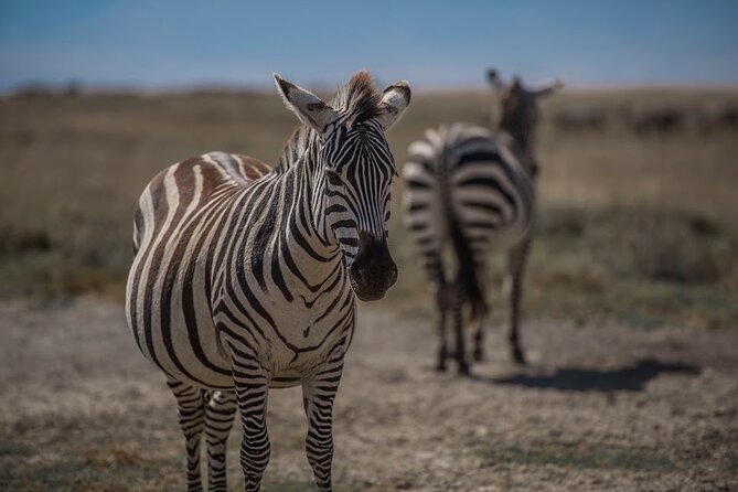 10-Day River Crossing Serengeti Wildebeest Migration Safari - Frequently Asked Questions