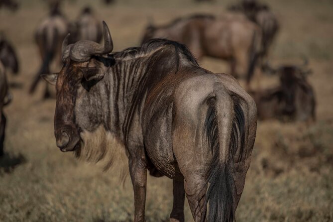 10-Day River Crossing Serengeti Wildebeest Migration Safari - The Sum Up