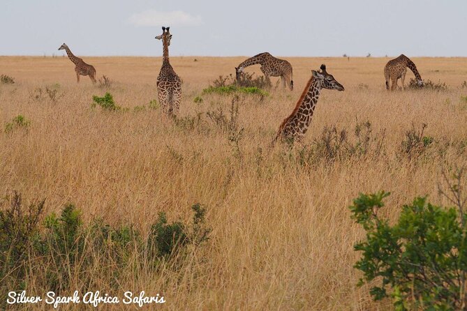 10-Day Samburu National Resreve, L Naivasha, Maasai Mara, Amboseli, L Nakuru - Transport and Accommodation