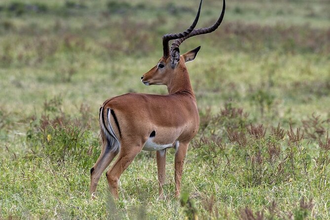 10-Day Samburu National Resreve, L Naivasha, Maasai Mara, Amboseli, L Nakuru - Operating Hours and Availability