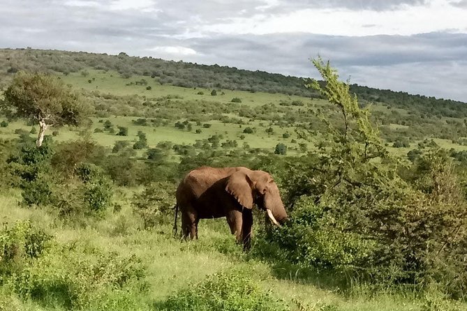 10-Day Samburu National Resreve, L Naivasha, Maasai Mara, Amboseli, L Nakuru - Pricing and Cancellation Policy