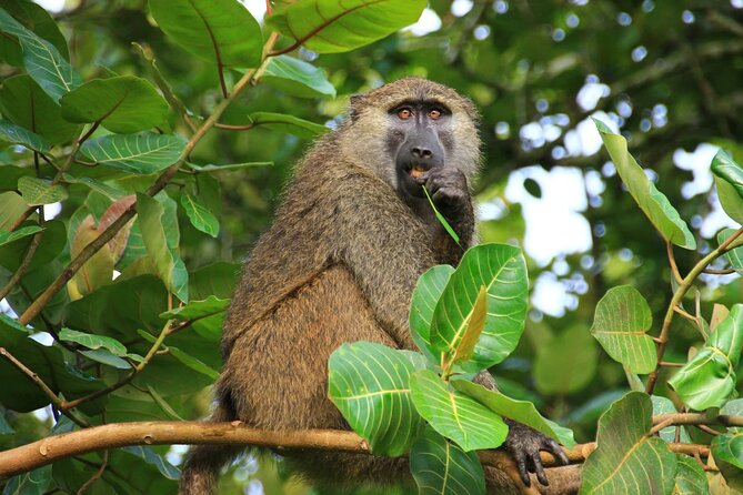 10 Day Source of the Nile, Jinja Uganda-Rwanda - Traveler Requirements and Restrictions