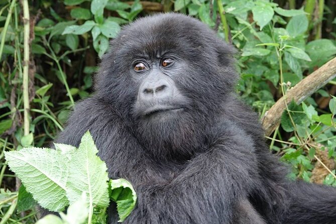 10 Day Source of the Nile, Jinja Uganda-Rwanda - Customer Reviews and Ratings