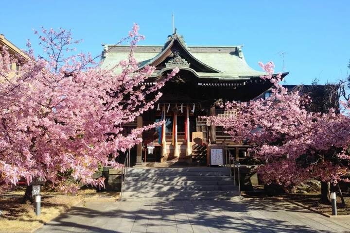 10 Day Southern Japan Cherry Blossom Festival by UME Travel - At a glance