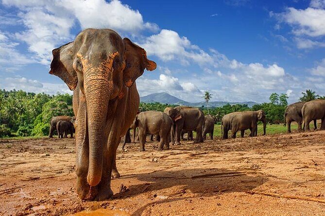 10 Day Sri Lanka Adventure Private Guided Tour - Good To Know