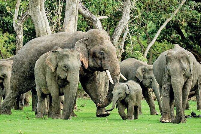 10 Day Sri Lanka Adventure Private Guided Tour - FAQ