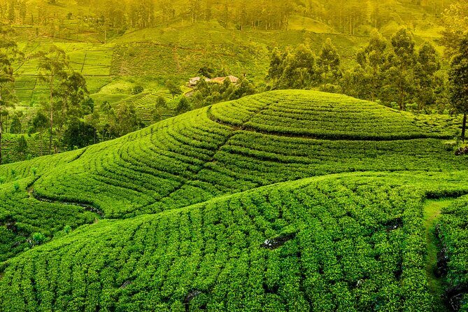 10 Day Sri Lanka Adventure Private Guided Tour - Good To Know