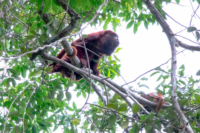 10-Day The Search For El Dorado by Amazon Explorer Iquitos - Day 2: Exploring the Pacaya-Samiria National Reserve