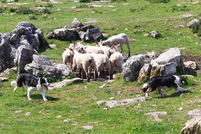 10-Day Ultimate Small-Group Tour of Ireland From Dublin - Directions