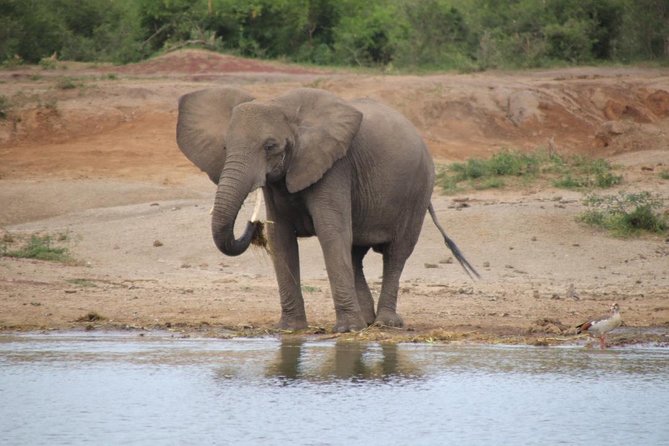 10 Day Western Uganda Budget Wildlife Safari - Cultural Experiences