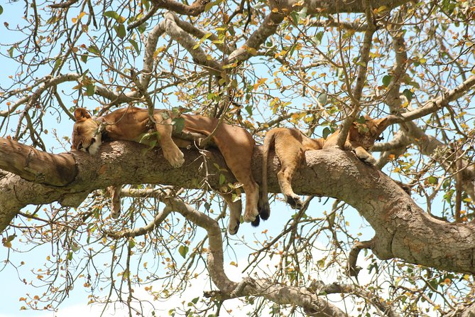 10 Day Western Uganda Budget Wildlife Safari - Packing Essentials