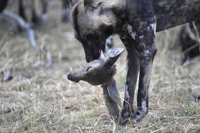 10 Day Zimbabwe and Chobe NP Tour - Day 4: Chobe National Park Safari