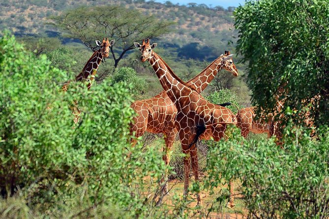 10 Days 8 Nights Tanzania Unforgettable Comfort Camping Safari - Safari Experience