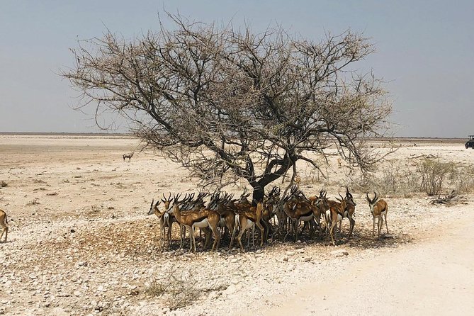 10 Days / 9 Nights Taste of Namibia - Self-drive - Booking Information