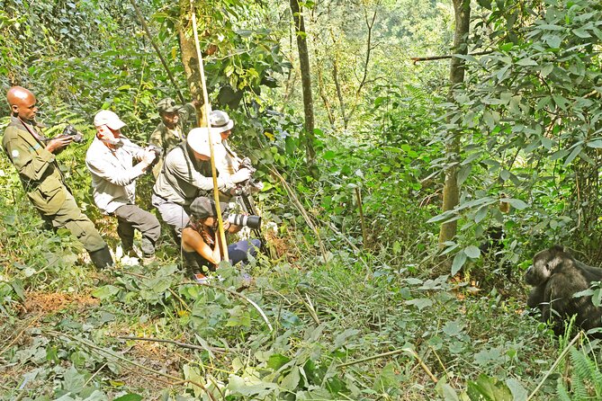 10 Days Affordable Gorilla Trekking Holiday - Wildlife Encounters