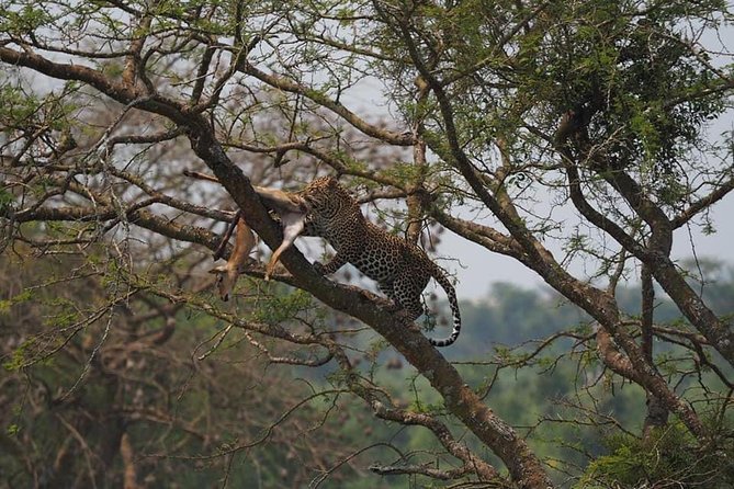 10 Days Affordable Gorilla Trekking Holiday - Cultural Immersion Activities
