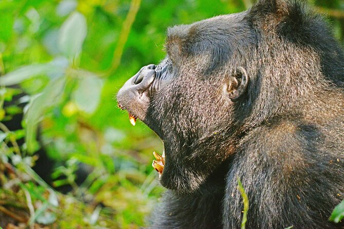 10 Days Affordable Gorilla Trekking Holiday - Meals and Dining Options