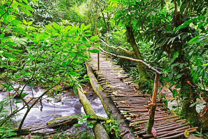 10 Days Affordable Gorilla Trekking Holiday - Professional Guided Tours