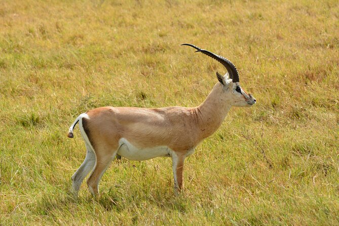 10 Days Amazing Serengeti Wildebeest Migration & Cultural Safari - Cultural Experiences