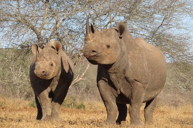 10 Days Amazing Serengeti Wildebeest Migration & Cultural Safari - Migration Spectacle