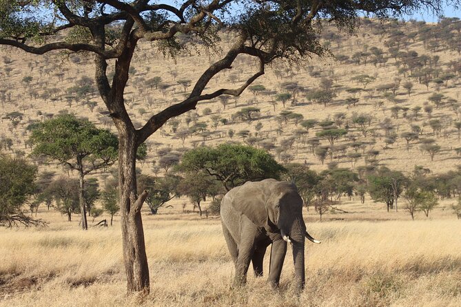 10 Days Amazing Serengeti Wildebeest Migration & Cultural Safari - Booking and Pricing