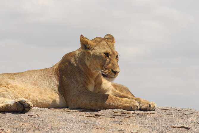 10 Days Amazing Serengeti Wildebeest Migration & Cultural Safari - Frequently Asked Questions